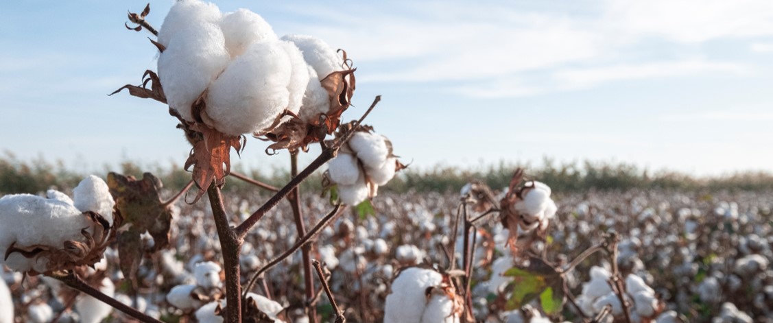 From Fiber to Finish: Traceability and Sustainability in Fashion Supply Chain